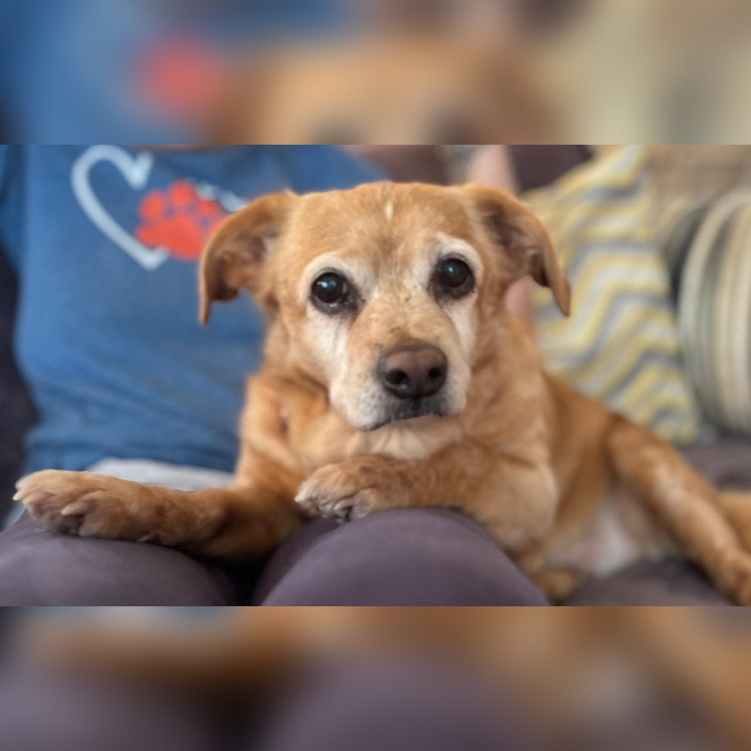 Hellbraune Hündin, liegend, von vorn, Blick in Kamera