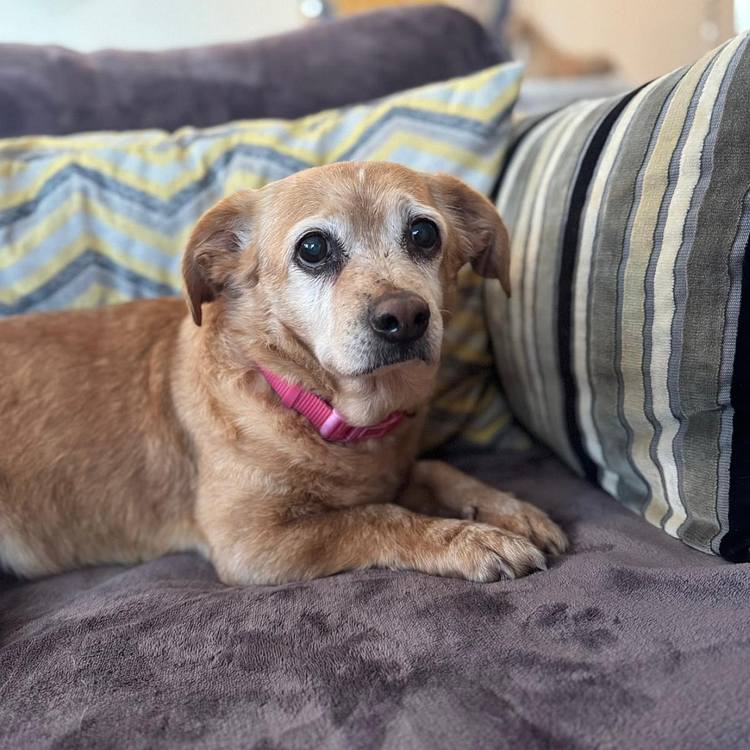 Hellbraune Hündin, liegend, rechte Seite, Kopf und Blick nach rechts in Kamera