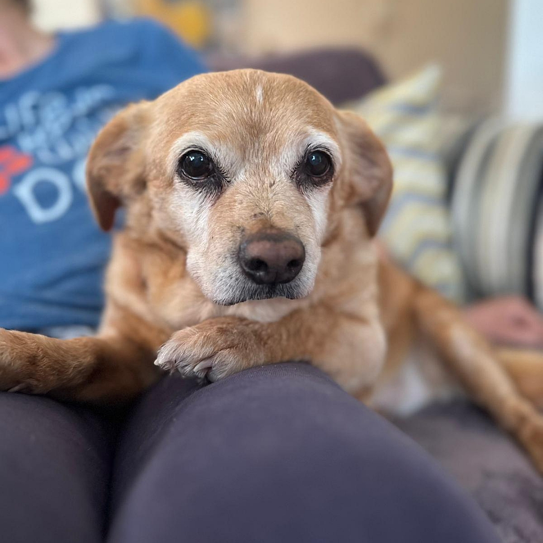 Hellbraune Hündin, liegend, von vorn, Blick in Kamera