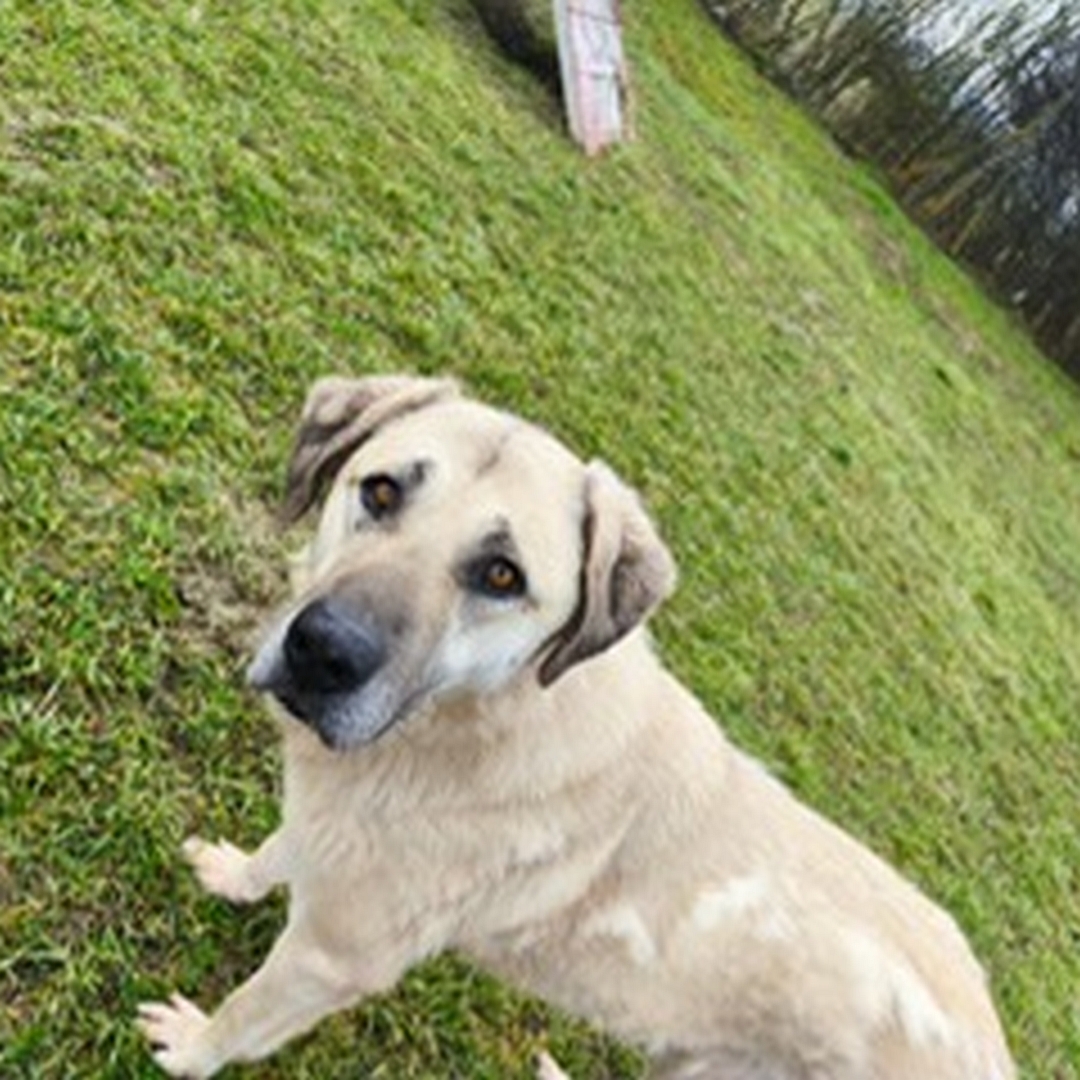 Hellbeiger Rüde, stehend, linke Seite, Blick nach links in Kamera