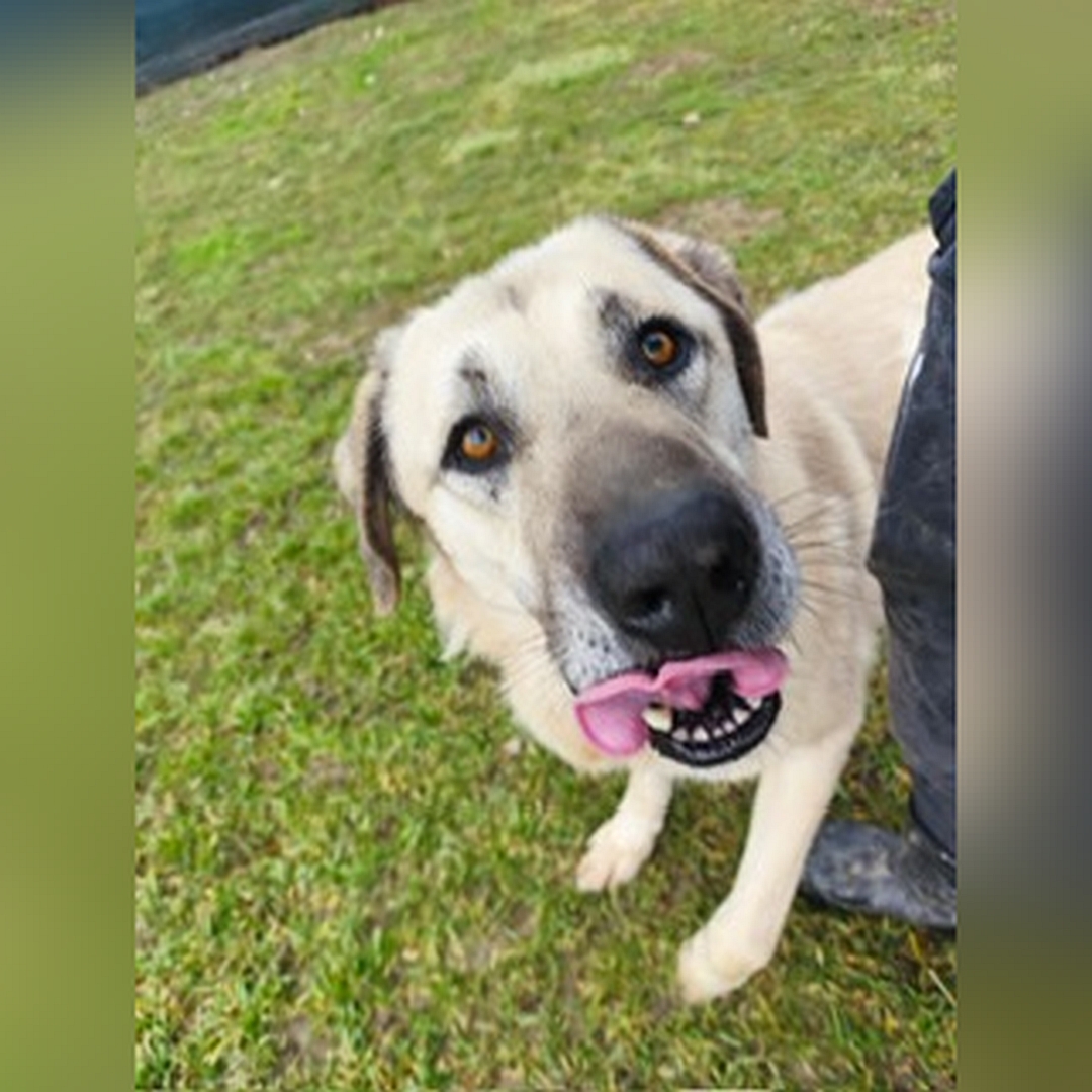 Hellbeiger Rüde, stehend, Portrait, Blick nach oben in Kamera