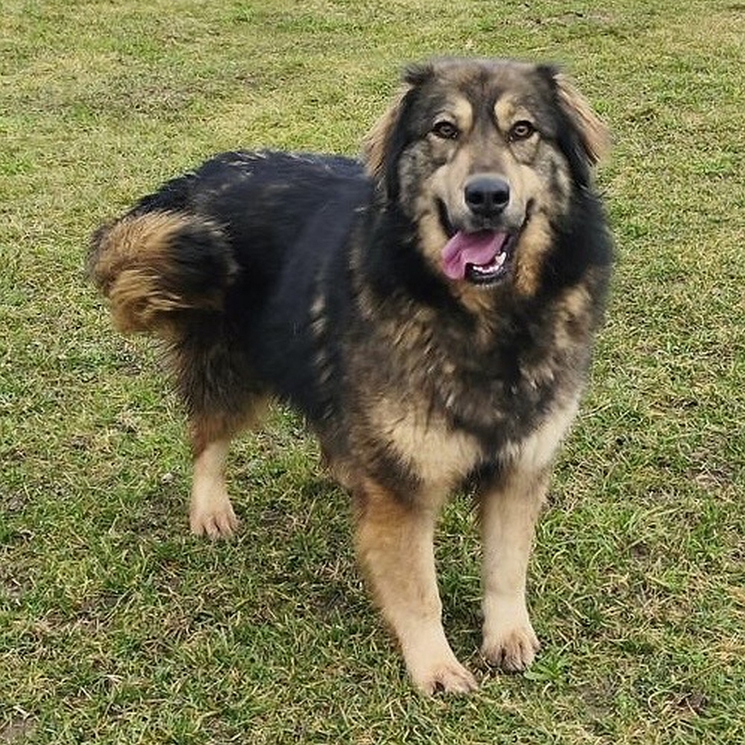 Braun-schwarze Hündin, stehend, von vorn, eher rechte Seite, Blick in Kamera