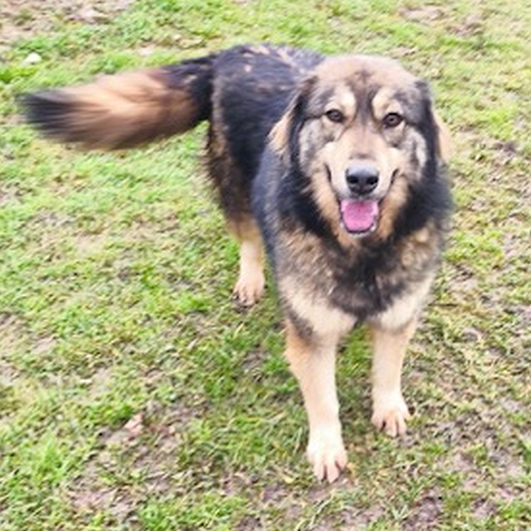 Braun-schwarze Hündin, stehend, von vorn, Blick in Kamera