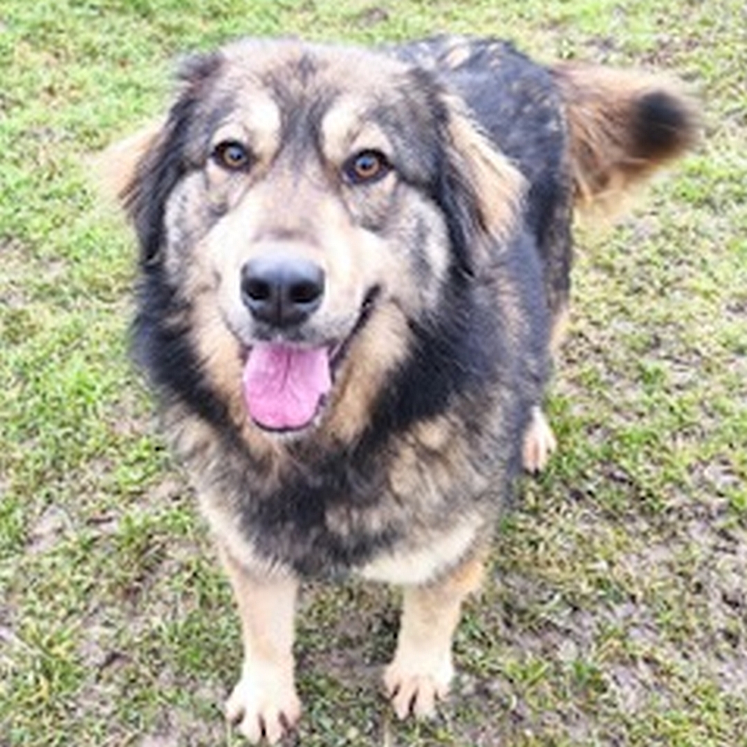 Braun-schwarze Hündin, stehend, von vorn oben, Blick in Kamera