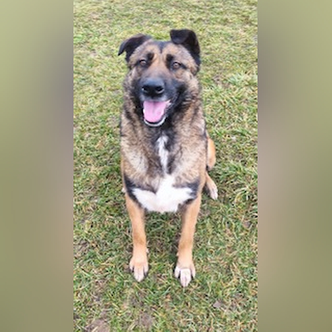 Braune Hündin, schwarze Ohren und Schnauze, weißer Brustfleck, sitzend, von vorn, Blick in Kamera 