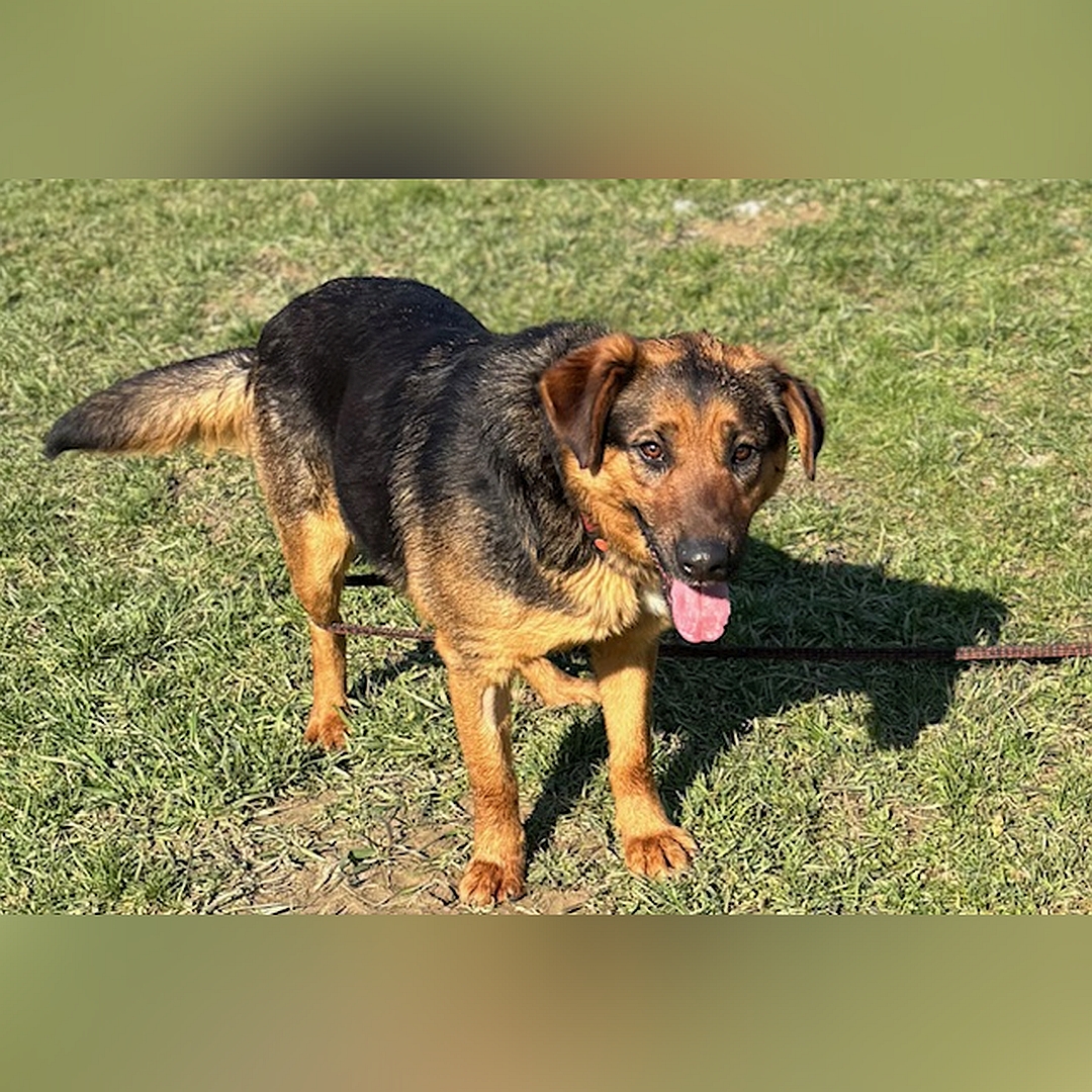 Schwarz-braune Hündin, weiße Brustblesse, stehend, von eher rechts vorn, Blick nah oben in Kamera