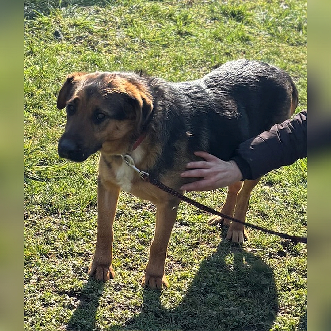 Schwarz-braune Hündin, weiße Brustblesse, stehend, linkee Seite, Kopf und Blick geradeaus