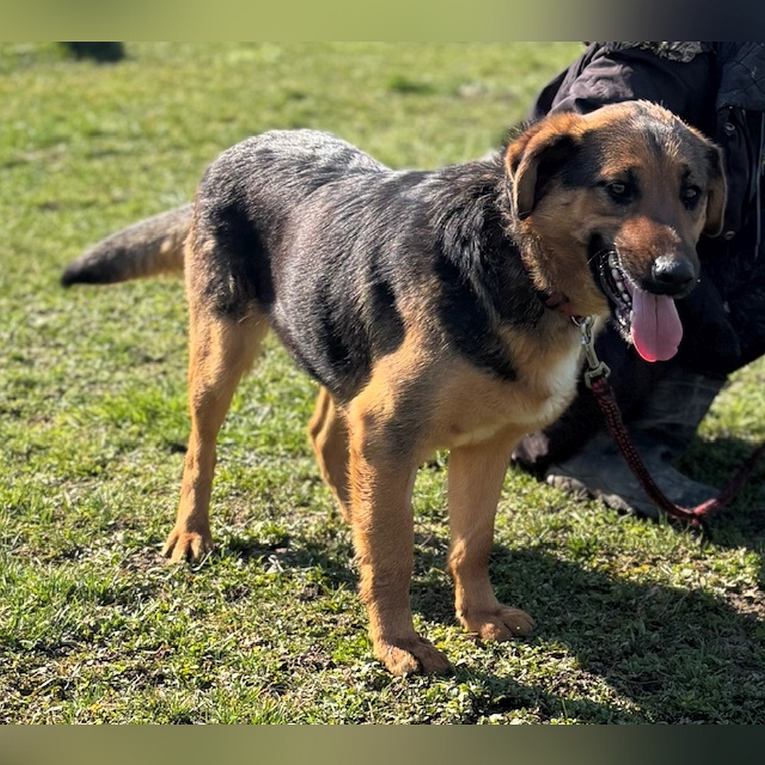 Schwarz-braune Hündin, weiße Brustblesse, stehend, rechte Seite, Kopf und Blick geradeaus