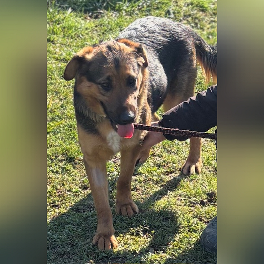 Schwarz-braune Hündin, weiße Brustblesse, stehend, von vorn, Blick nach unten