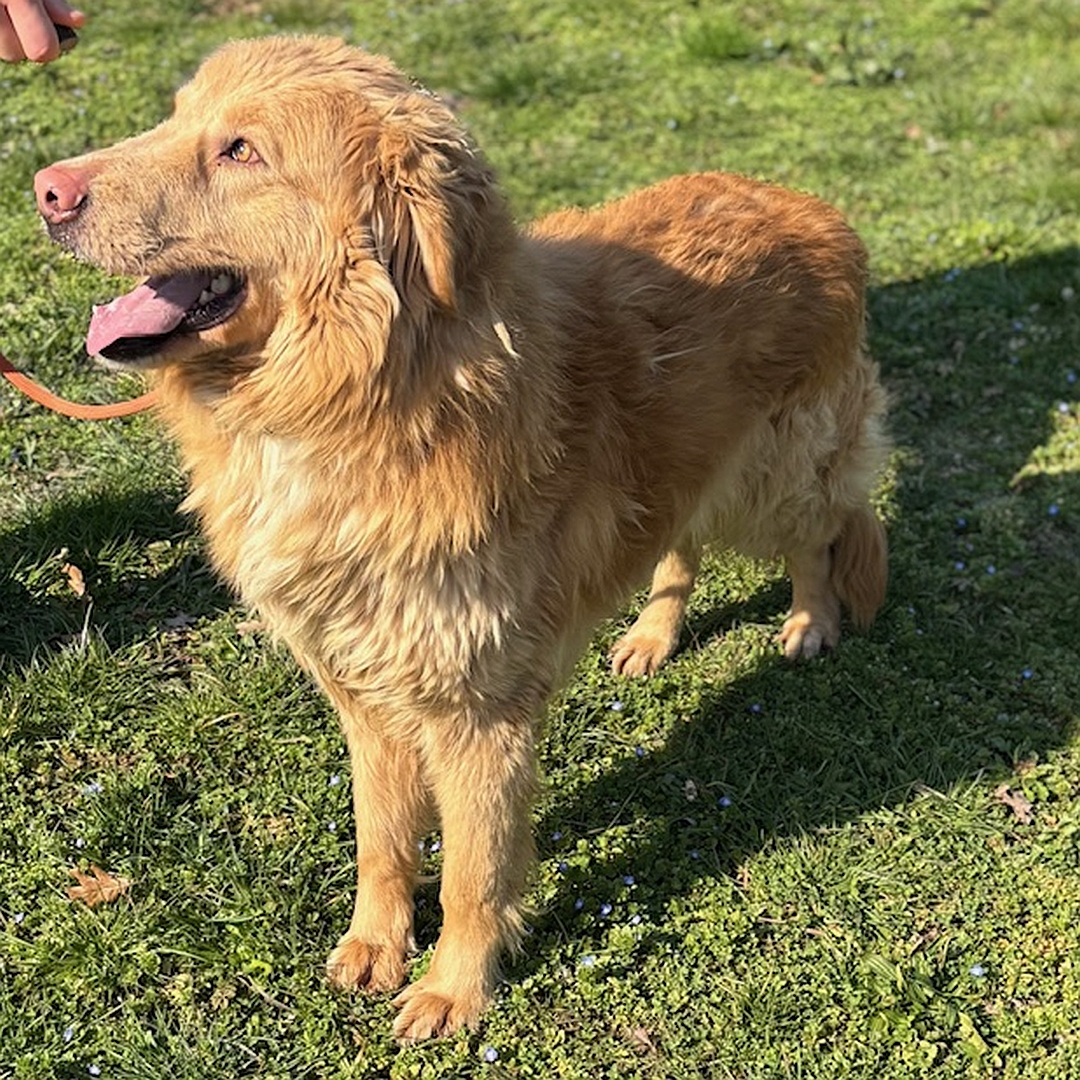 Hellbrauner Rüde, stehend, von eher links vorn, Kopf und Blick nach rechts oben