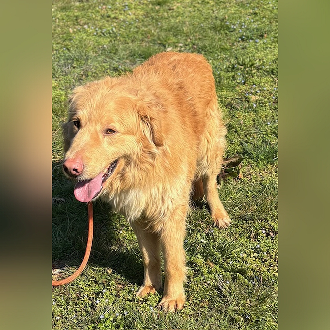 Hellbrauner Rüde, stehend, von eher links vorn, Kopf und Blick geradeaus