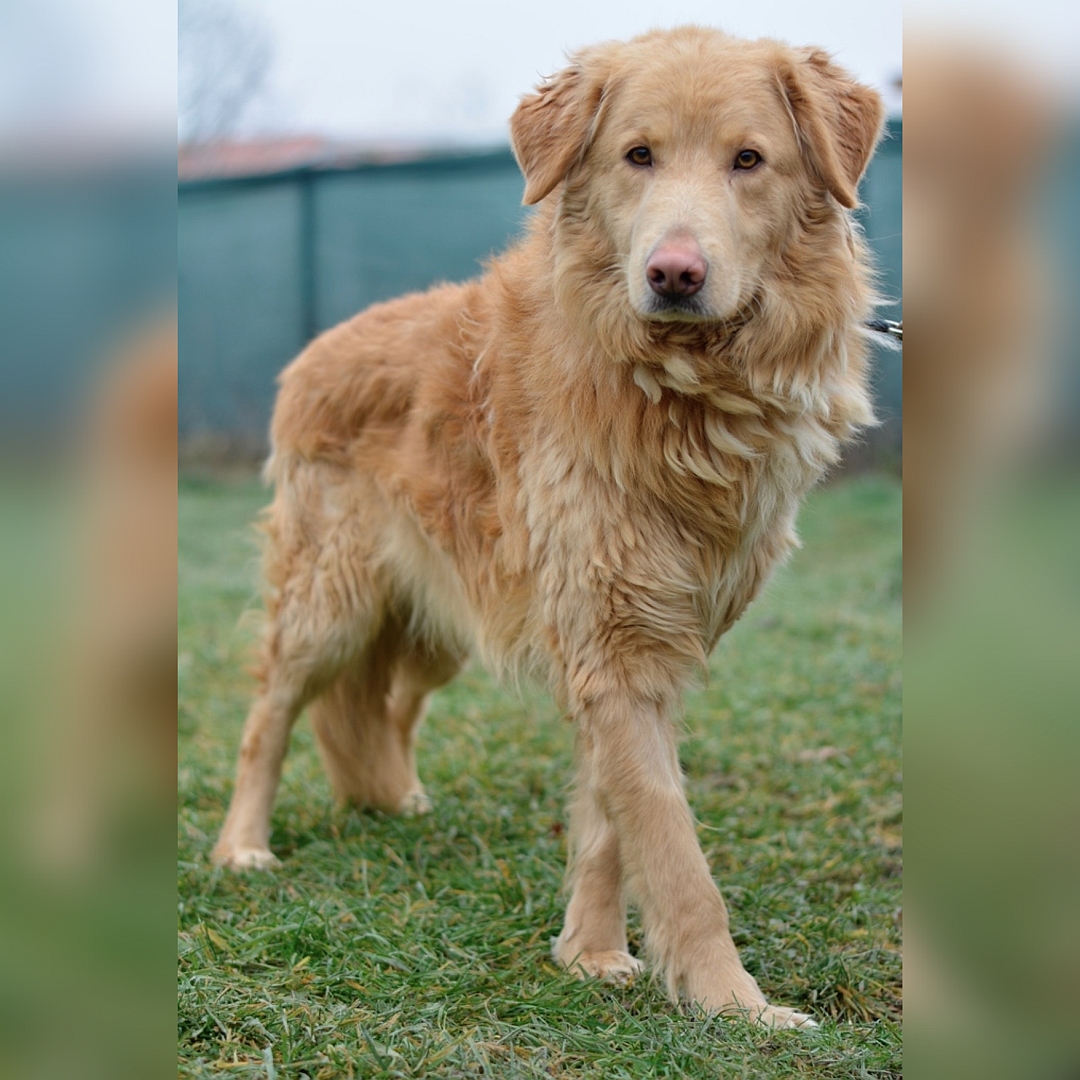 Hellbrauner Rüde, stehend, von eher rechts vorn, Blick in Kamera