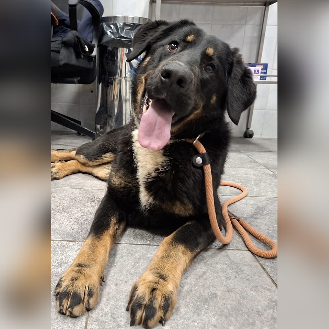 Schwarz-braune Hündin, weißer Brustfleck, liegend, von vorn, Blick nach oben zu einer Person 