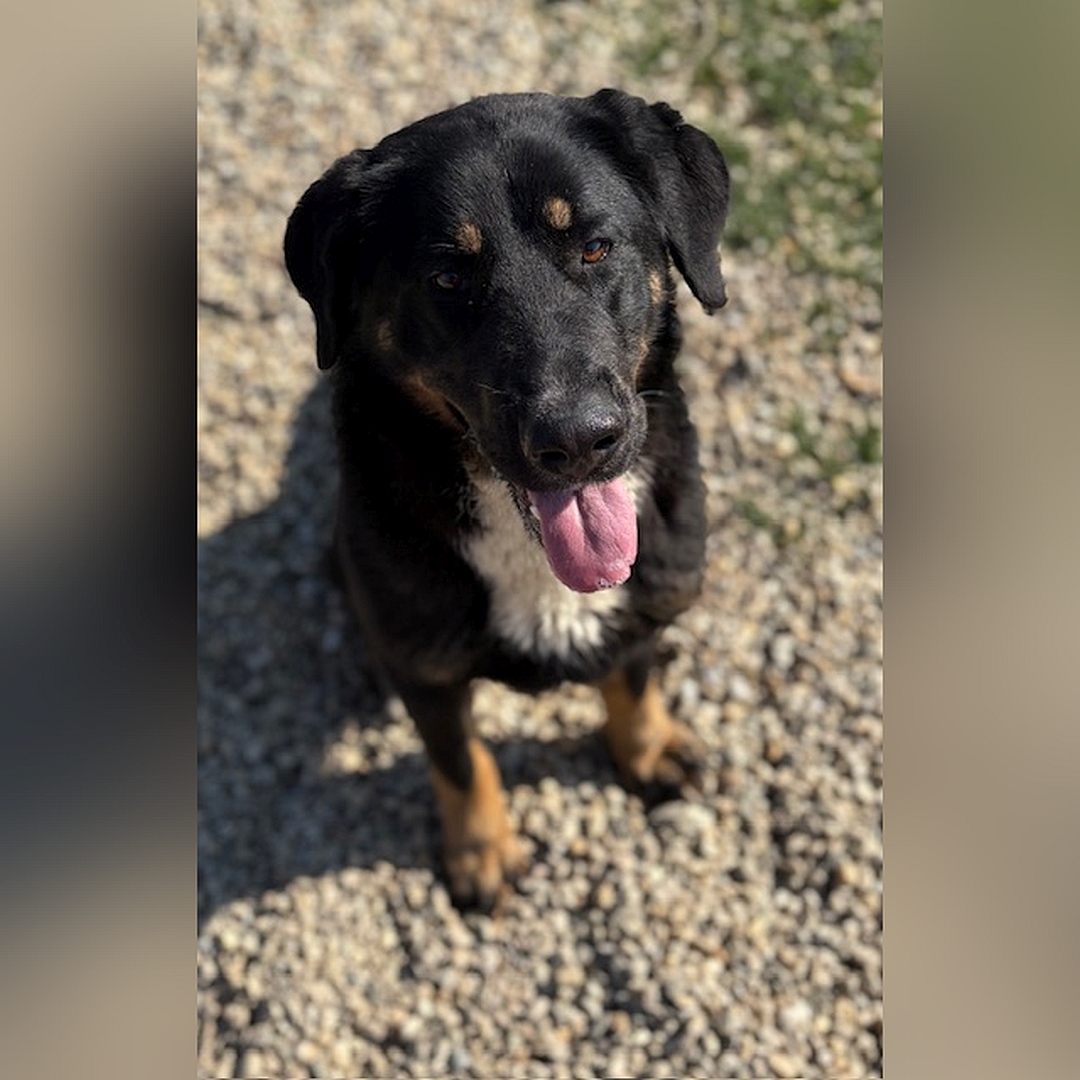 Schwarz-braune Hündin, weißer Brustfleck, sitzend, von vorn oben, Blick geradeaus