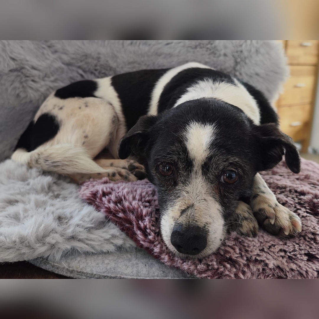 Schwarz-weiße Hündin, liegend, von vorn, Blick in Kamera