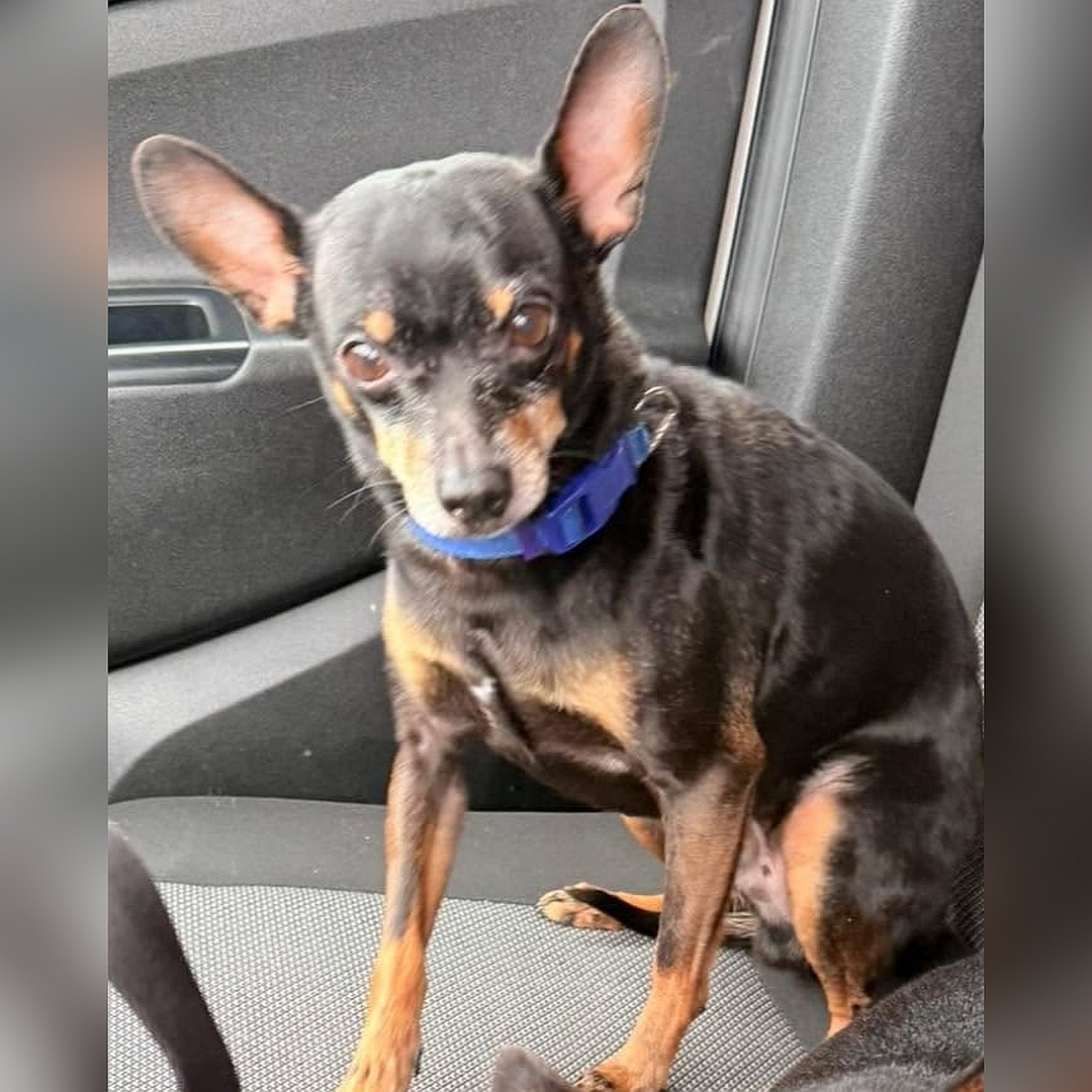 Schwarz-brauner Rüde, sitzend, von vorn, Blick in Kamera