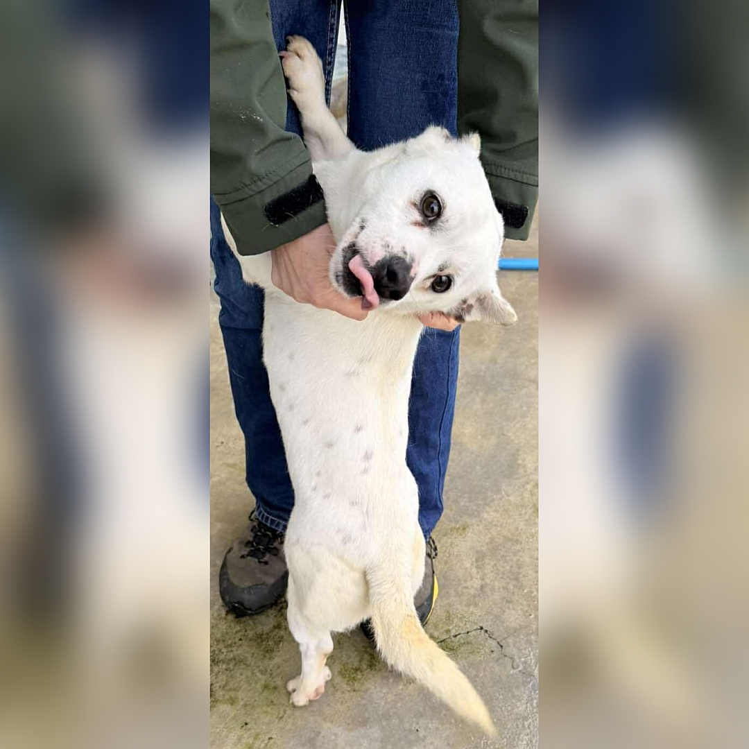 Kleiner, weißer Rüde, auf zwei beinen an Person angelehnt stehend, linke Seite, Blick nach links in Kamera