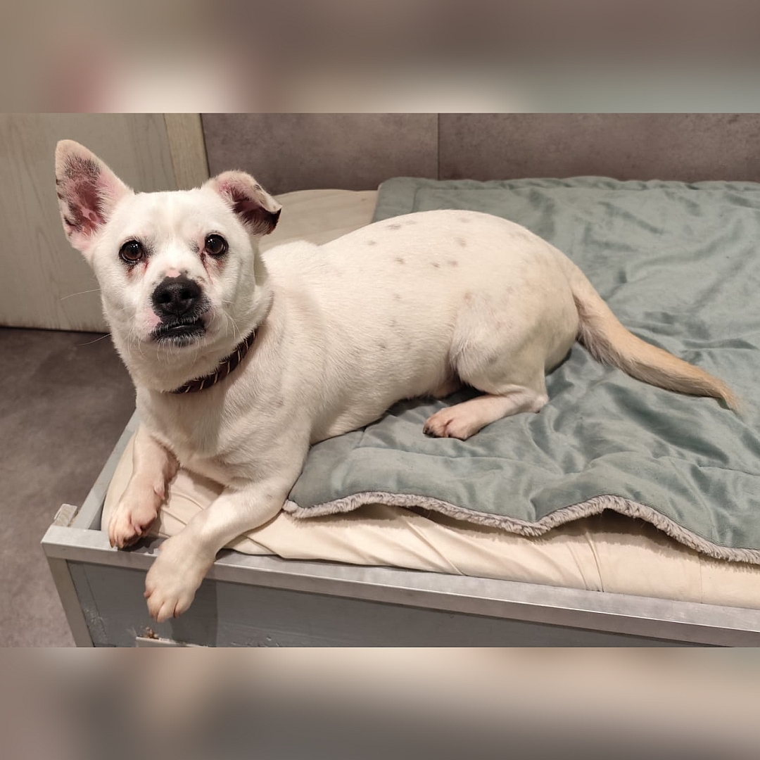 Kleiner, weißer Rüde, liegend, linke Seite, Blick nach links oben zu einer Person 