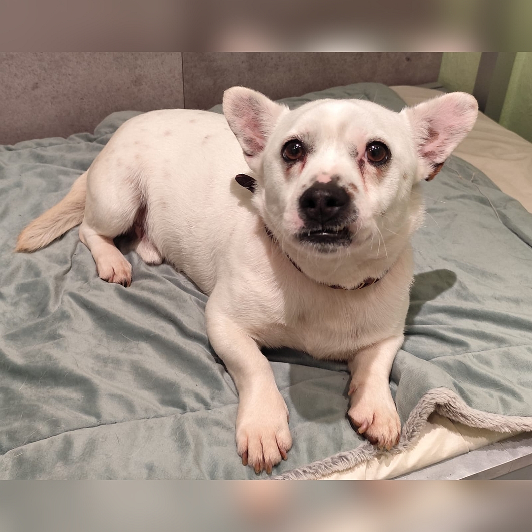 Kleiner, weißer Rüde, liegend, von vorn, Blick in Kamera