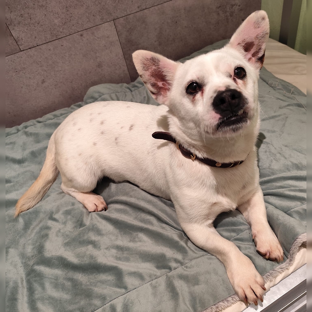 Kleiner, weißer Rüde, liegend, von eher rechts vorn, Blick nach oben zu einer Person 