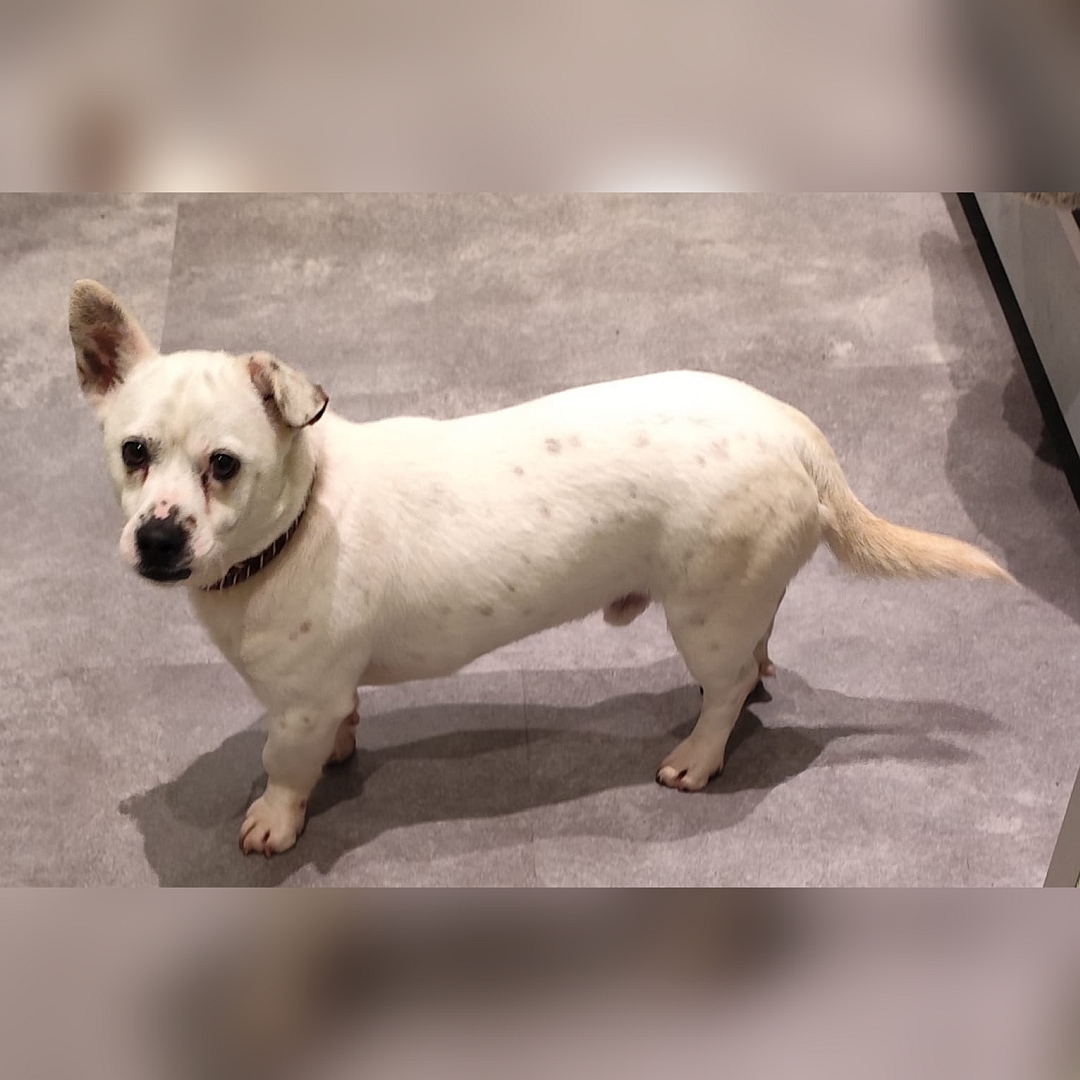 Kleiner, weißer Rüde, stehend, linke Seite, Kopf und Blick nach links in Kamera