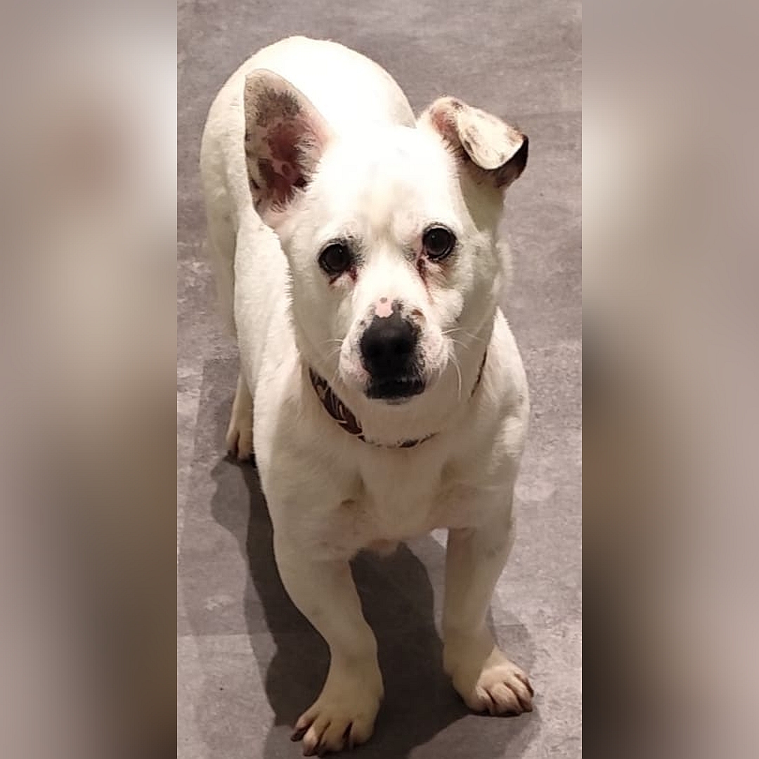 Kleiner, weißer Rüde, stehend, von vorn oben, Blick nach oben in Kamera