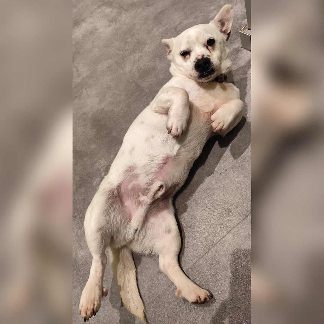 Kleiner, weißer Rüde, auf dem Rücken liegend, von vorn oben, Blick in Kamera