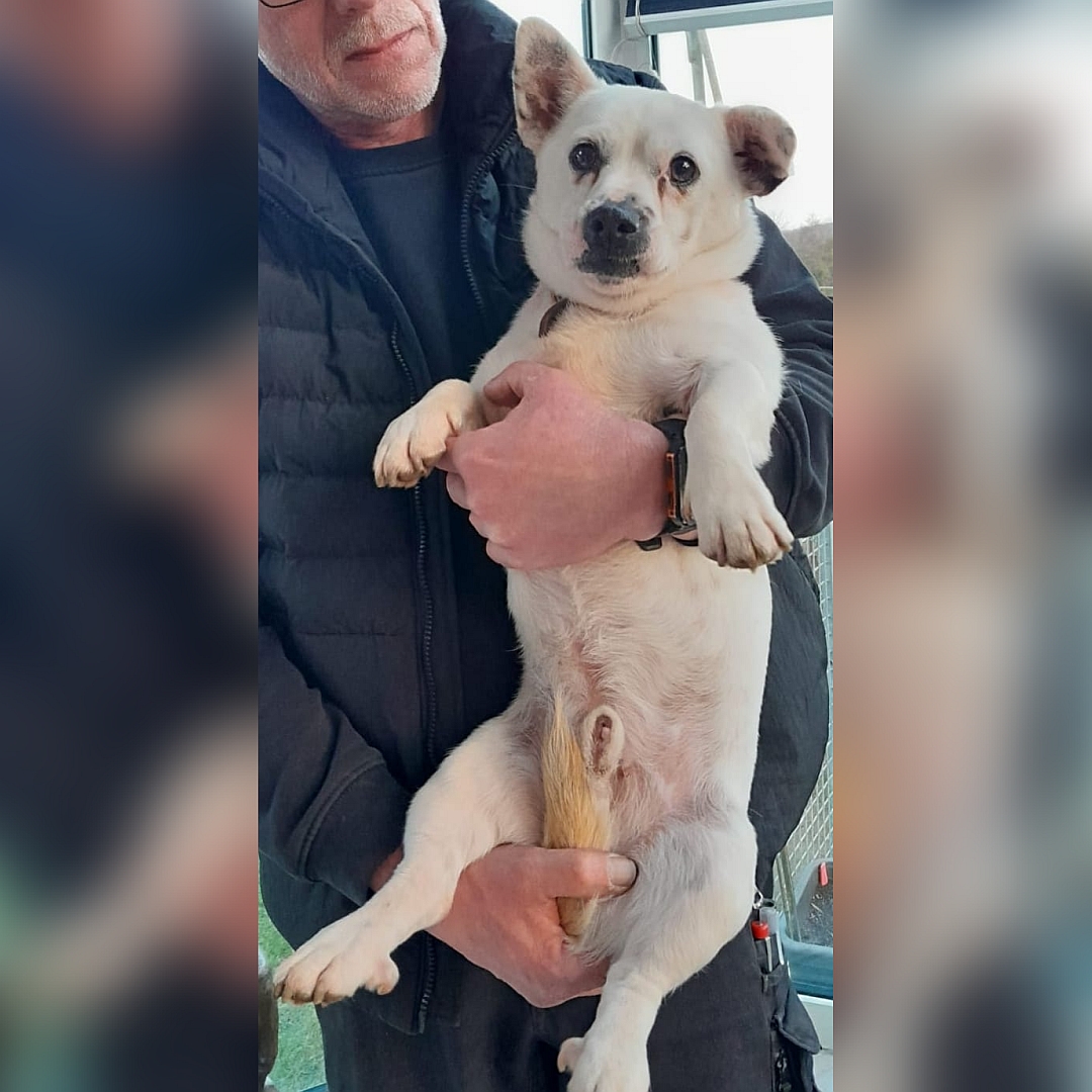 Kleiner, weißer Rüde, auf dem Arm einer Person, von vorn, Blick in Kamera