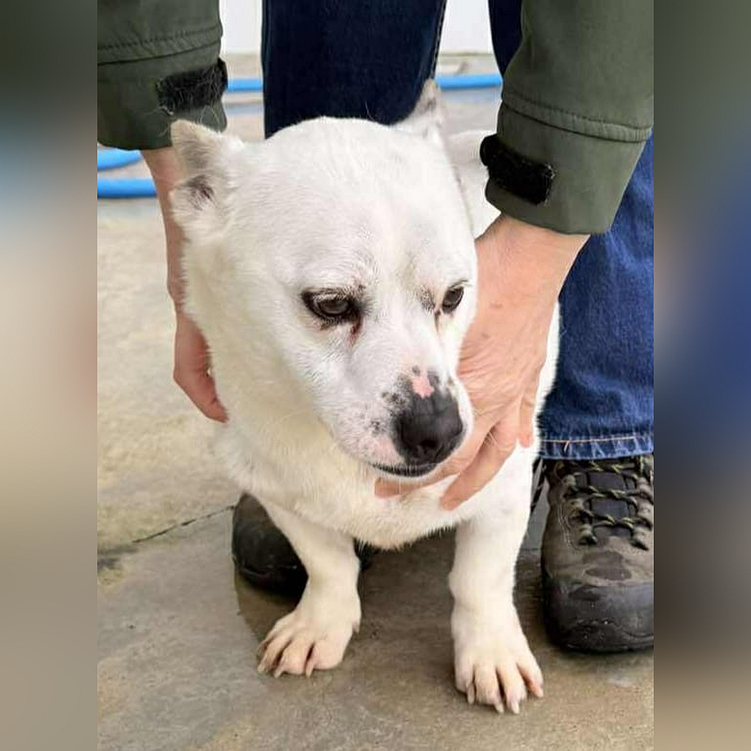 Kleiner, weißer Rüde, stehend, von vorn, Blick nach links unten