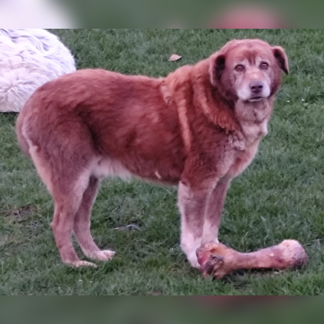 Großer, braun-beiger Rüde, stehend, rechte Seite, Kopf und Blick nach rechts in Kamera