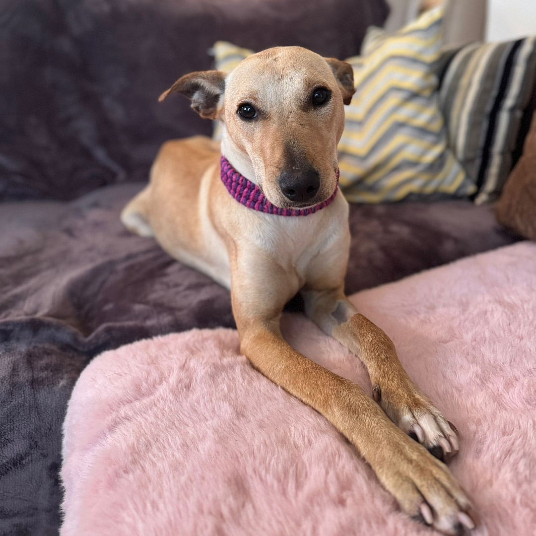 Hellbraun-beige Hündin, liegend, von vorn, Blick in Kamera