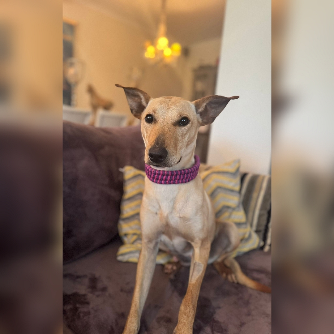 Hellbraun-beige Hündin, sitzend, von vorn, Blick leicht nach rechts