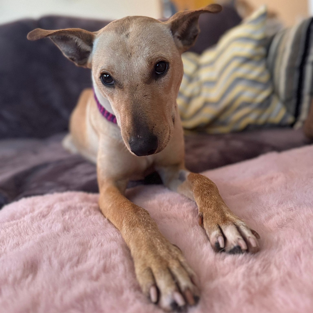 Hellbraun-beige Hündin, sitzend, von vorn, Blick leicht nach unten