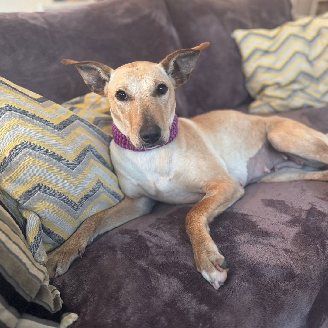 Hellbraun-beige Hündin, liegend, von eher links vorn, Blick in Kamera