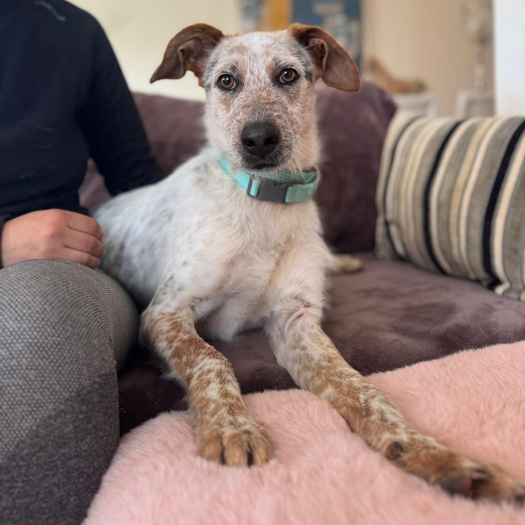 Beige-grau-brauner Rüde, liegend, von vorn, Blick in Kamera