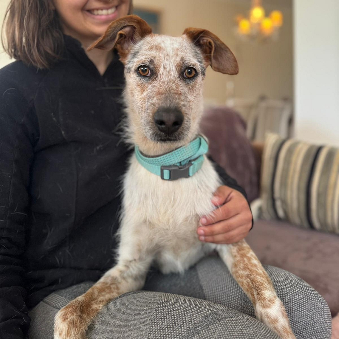 Beige-grau-brauner Rüde, liegend, von vorn, Blick in Kamera