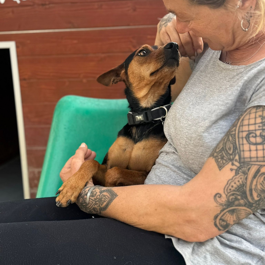 Schwarz-brauner Rüde, auf dem Arm einer Person, von vorn, Kopf und Blick nach oben zu der Person