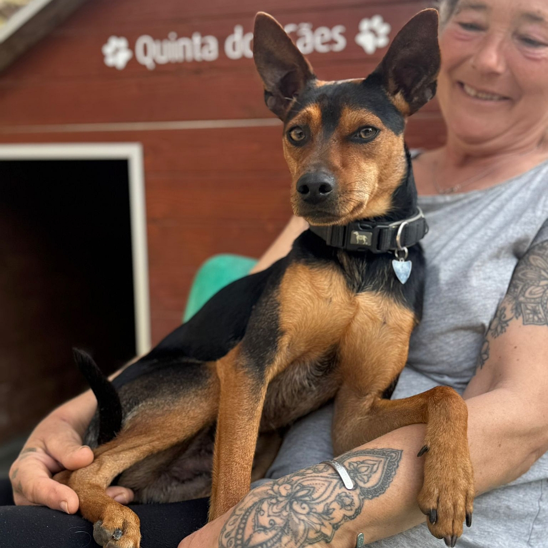 Schwarz-brauner Rüde, auf dem Arm einer Person, von vorn, Blick in Kamera