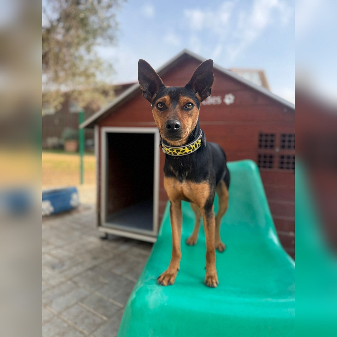 Schwarz-brauner Rüde, stehend, von vorn, Blick in Kamera