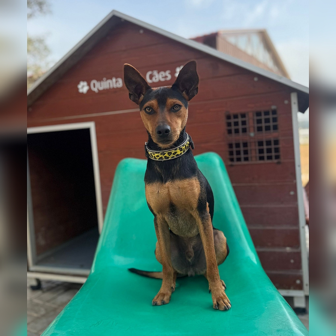 Schwarz-brauner Rüde, sitzend, von vorn, Blick in Kamera