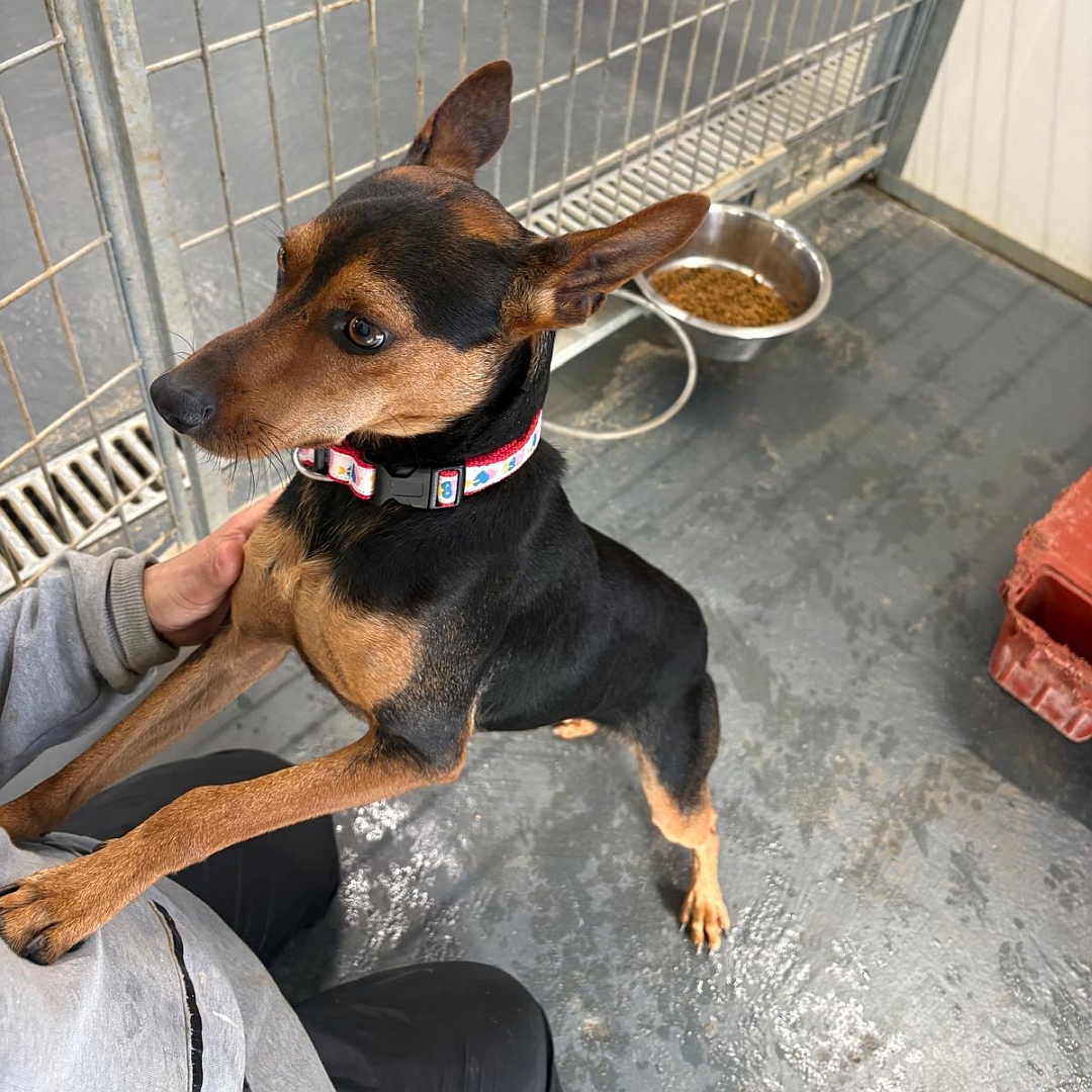 Schwarz-brauner Rüde, auf zwei Beinen angelehnt an eine Person stehend, eher linke Seite, Kopf und Blick geradeaus zu der Person