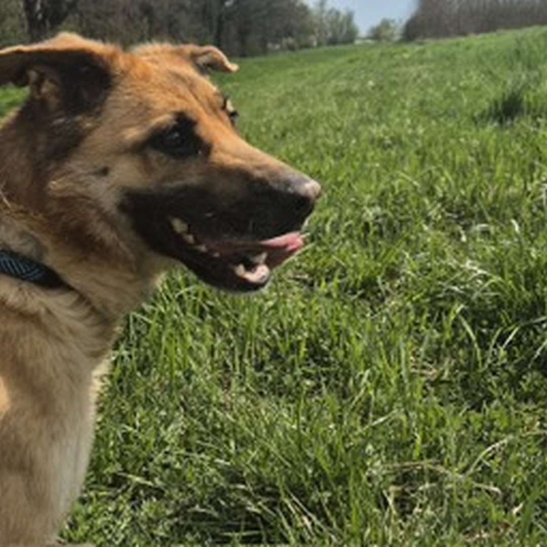 Hellbraune Hündin, dunkle Schnauze, seitliches Portrait, rechte Seite, Blick geradeaus