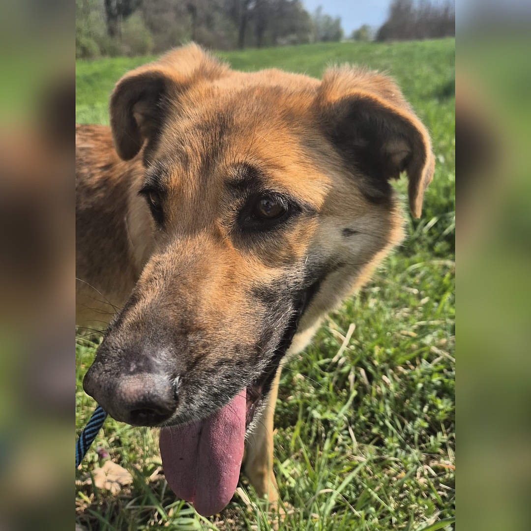 Hellbraune Hündin, dunkle Schnauze, seitliches Portrait, eher linke Seite, Kopf und Blick nach rechts