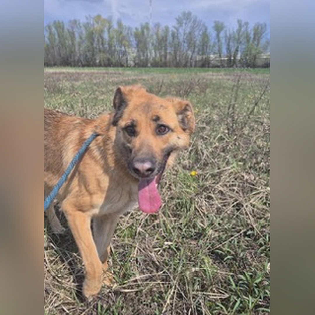 Hellbraune Hündin, dunkle Schnauze, seitliches Portrait, rechte Seite, Kopf und Blick nach rechts