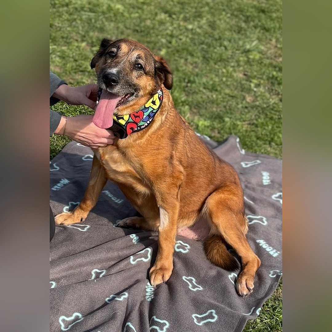 Braune Hündin, sitzend, linke Seite, Kopf und Blick nach links in Kamera