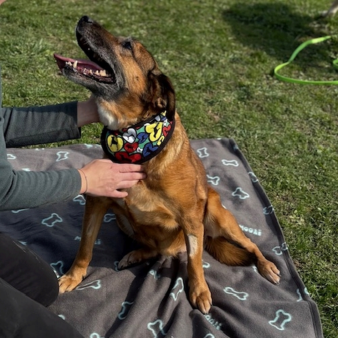 Braune Hündin, sitzend, von vorn, Kopf und Blick nach oben zu einer Person