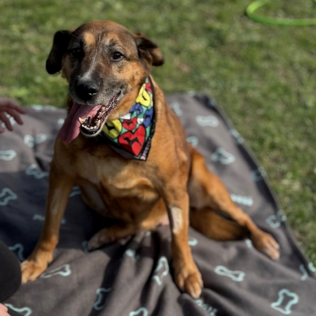 Braune Hündin, sitzend, von vorn, Kopf und Blick geradeaus