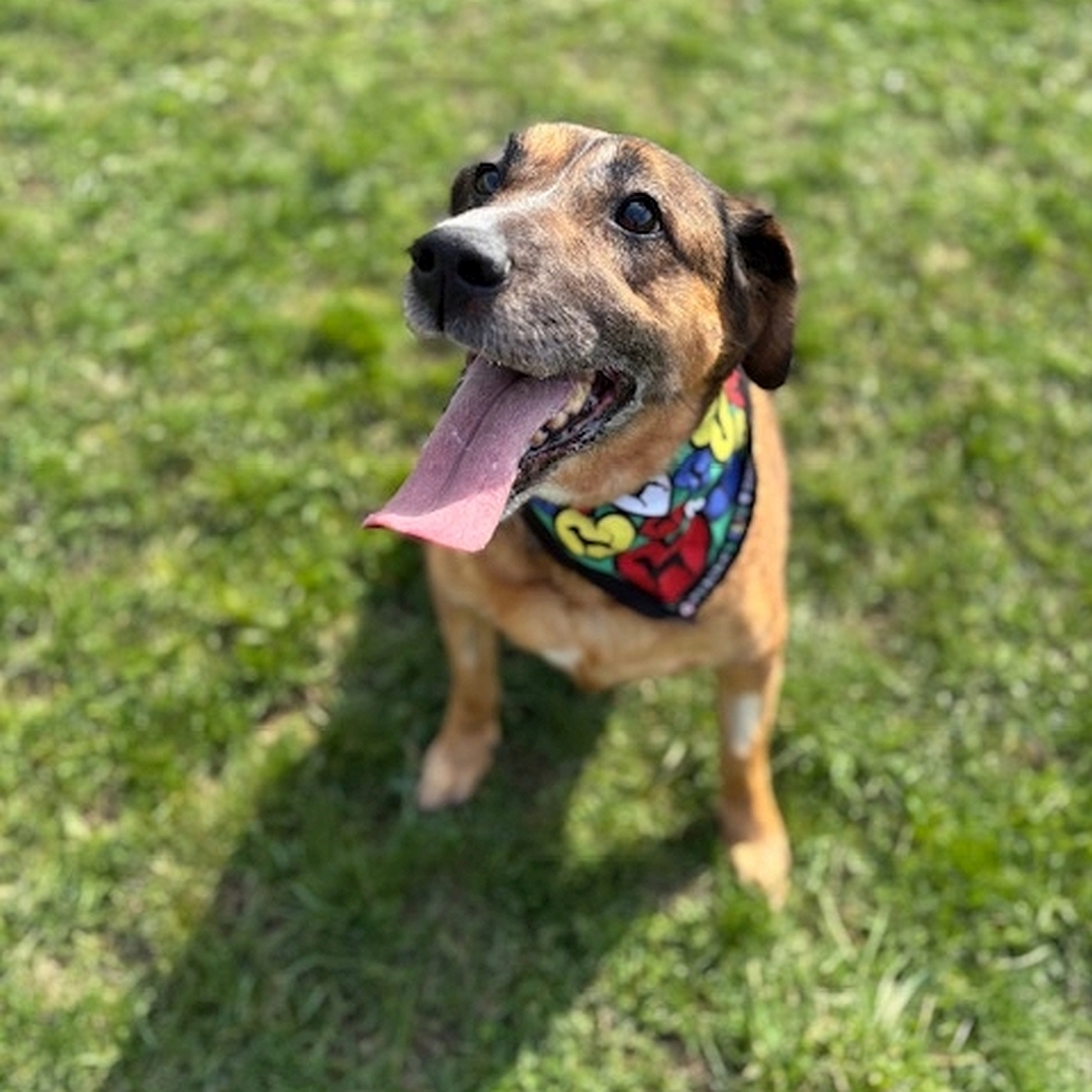 Braune Hündin, sitzend, von vorn, Kopf und Blick nach oben zu einer Person