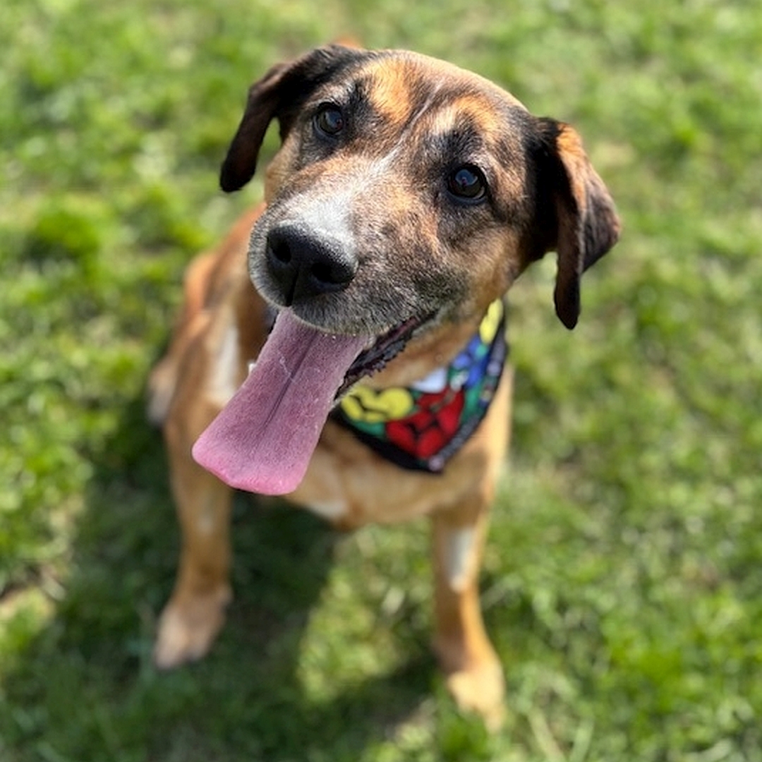 Braune Hündin, sitzend, von vorn, Kopf und Blick nach oben zu einer Person