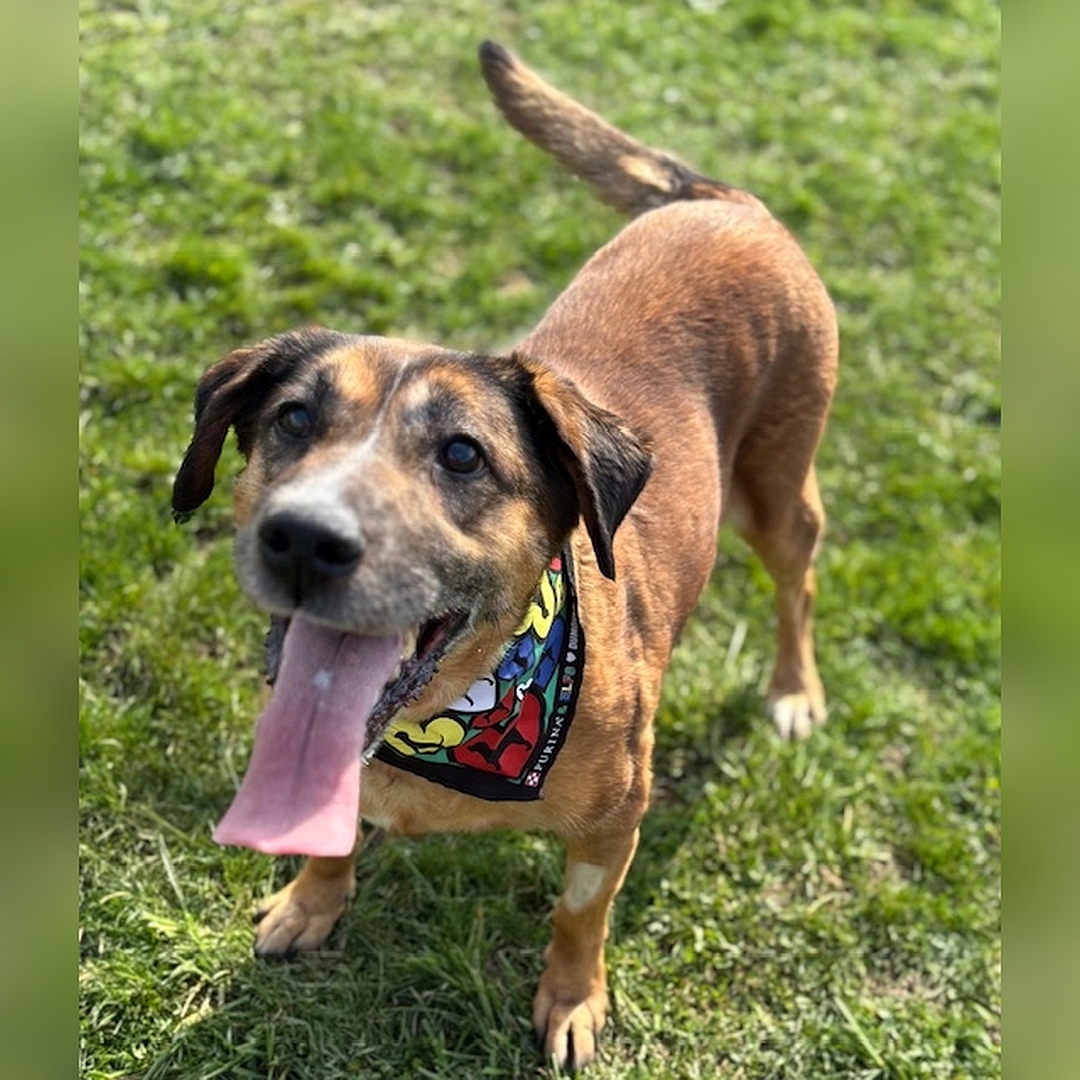 Braune Hündin, stehend, von eher links vorn oben, Blick nach oben zu einer Person